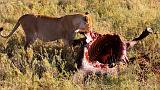 TANZANIA - Serengeti National Park - Leonessa con preda (Bufalo) - 07